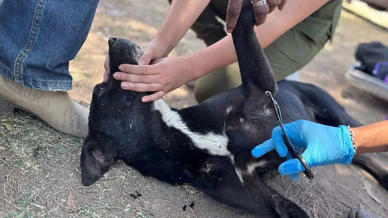 Perrito El Salto  (3).jpeg